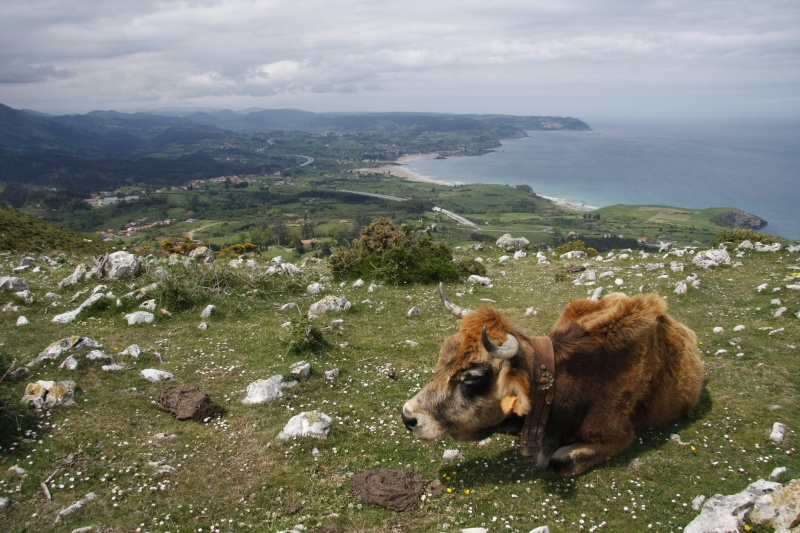 Una vaca en el pico La Forquita, con Caravia alta abajo y la playa de la Espasa y el arenal de Morís al fondo