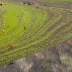 Cabras pastando en la ribera del río Navia, en las cercanías de la localidad de Riodeporcos, en la cola del embalse de Grandas de Salime