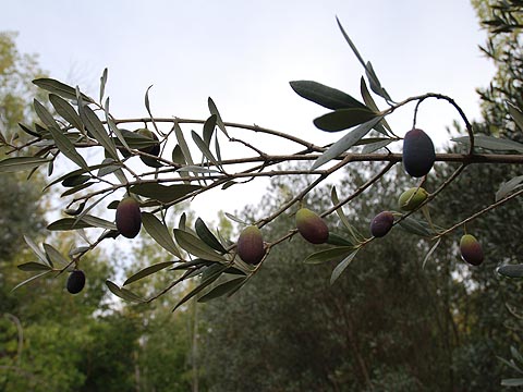 Olivos del Bajo Martín