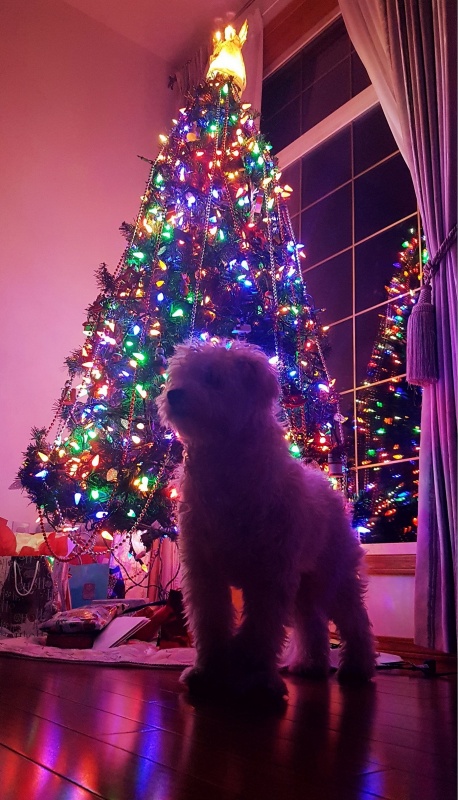 Max viligando el arbol de navidad