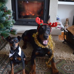 Otto y Max os desean felices Fiestas
