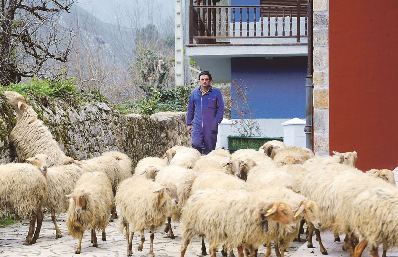 Manolo Bárcela guía sus ovejas por una calle de Carreña.