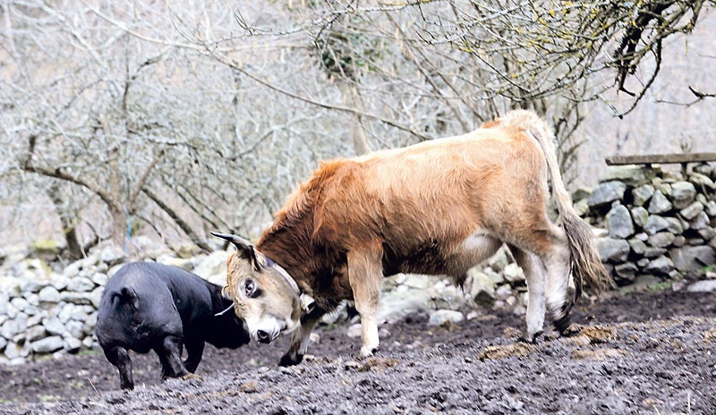 Un toro embiste a un gochu celta en un cercado de la zona de Llanu Molín.