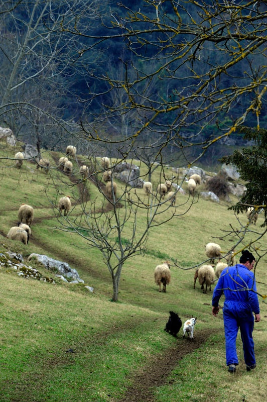 Manolo Bárcela guía sus ovejas.
