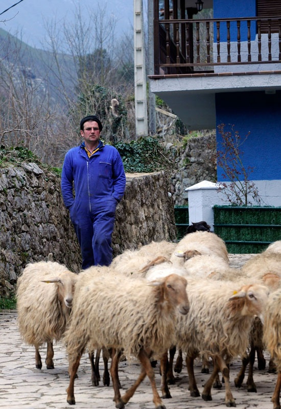Manolo Bárcena y su rebaño de ovejas.