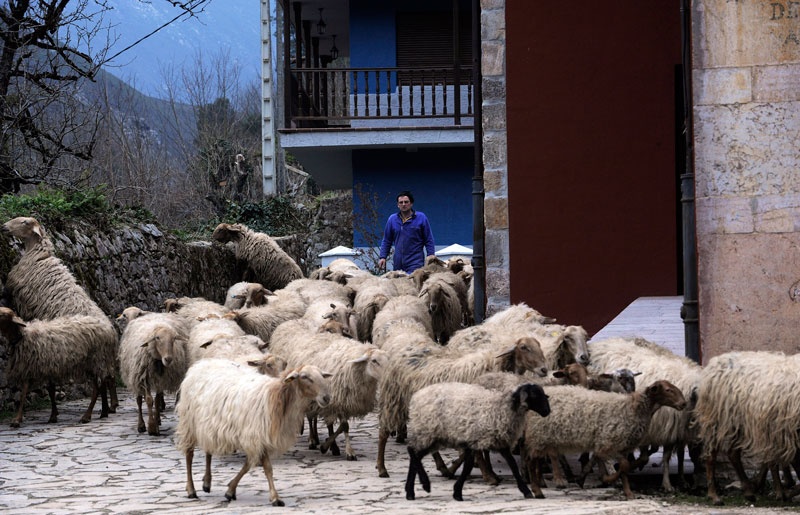 Manolo Bárcena guía sus ovejas por una calle de Carreña.