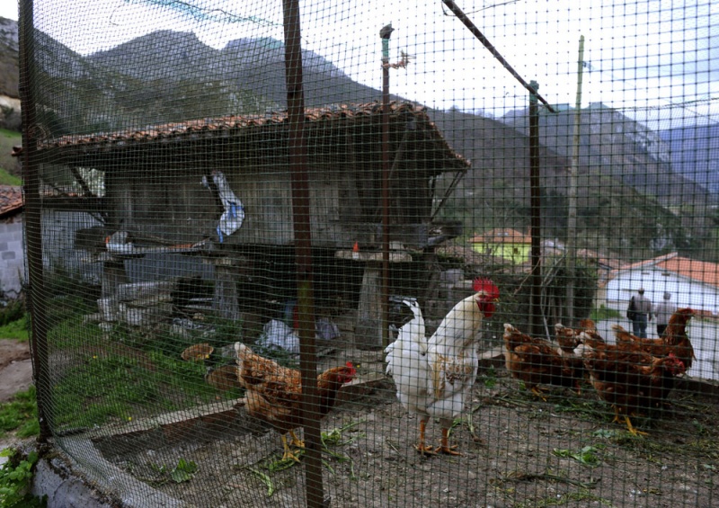 Un gallo y unas gallinas en un corral y delante de uno de los 22 hórreos de Sames