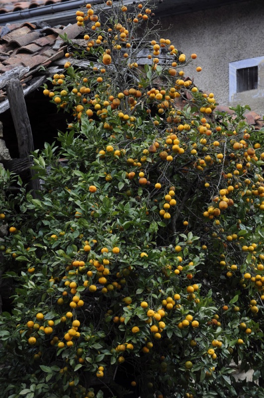 Un naranjo en Sames (Amieva)