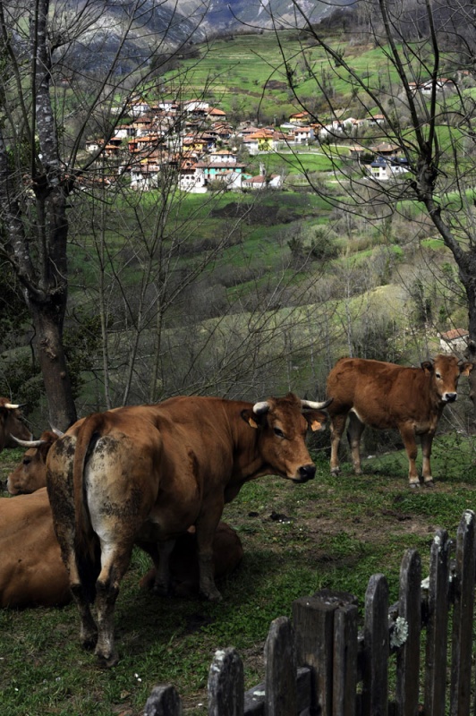 Unas vacas en las proximidades de la ermita de Santa María de Mian, con Sames al fondo