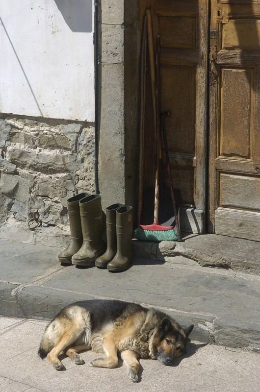 Un perro, ante el umbral de una vivienda en San Juan de Beleño