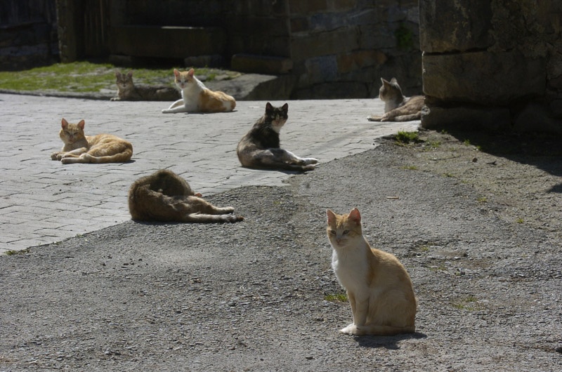 Unos gatos, ante una vivienda en el barrio de La Viesca.
