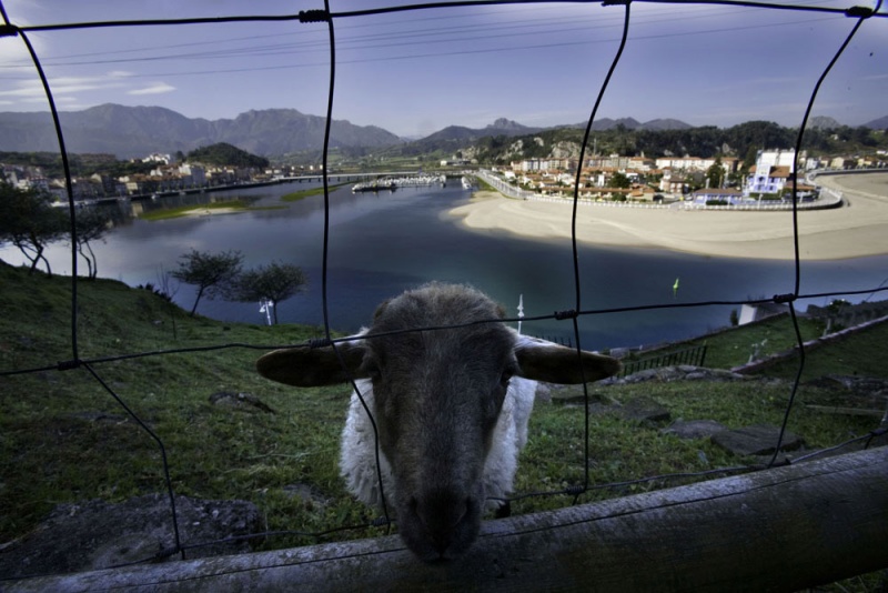 Una oveja en La Guía, con la playa de Santa Marina y Ribadesella al fondo.