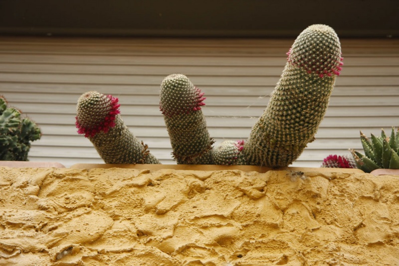 Cactus en la ventana de una casa en Carúa.