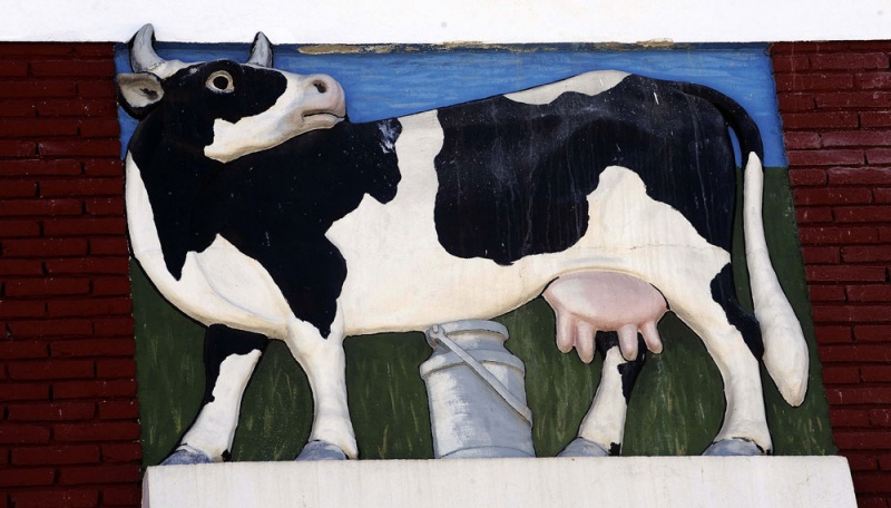 Una vaca, en la fachada de la fábrica de Nestlé en Sevares.