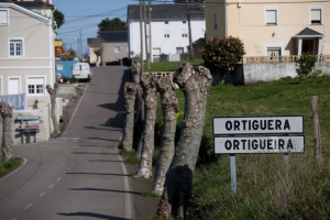 Foto Ortiguera