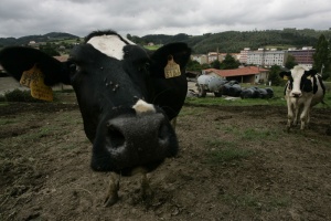 Foto Cancienes / Nubledo (Corvera)